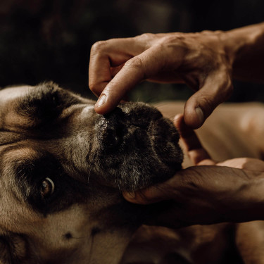 Bálsamo de trufa Nellumbo para cães e gatos