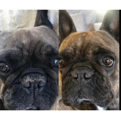 Bálsamo de trufa Nellumbo para cães e gatos
