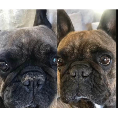 Bálsamo de trufa Nellumbo para cães e gatos