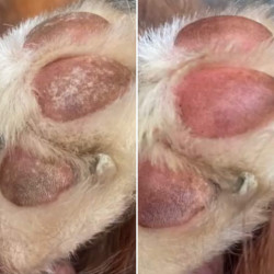 Bálsamo para coxins Nellumbo cães e gatos