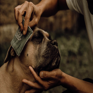 Loção de limpeza Nellumbo para cães e gatos