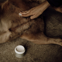 Bálsamo para peles sensíveis Nellumbo cães e gatos