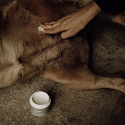 Bálsamo para peles sensíveis Nellumbo cães e gatos