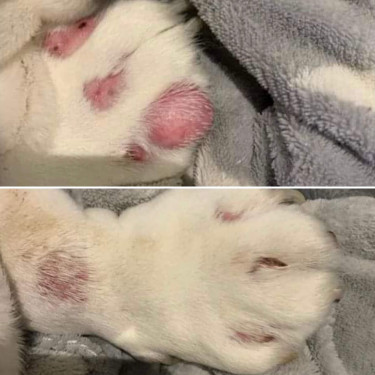 Bálsamo para peles sensíveis Nellumbo cães e gatos
