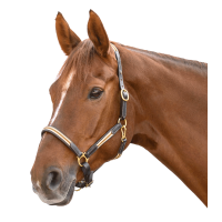 Cabridão de couro Oxford X-Line Waldhausen marrom Bege