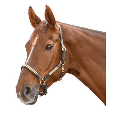 Cabridão de couro Oxford X-Line Waldhausen marrom Bege