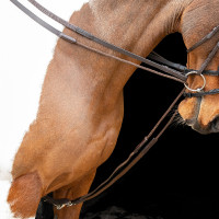 Renas alemãs elásticas Shires Velociti Gara Castanho
