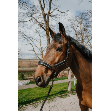 Cabeçada com shank Equithème Coco