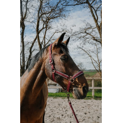 Cabeçada com shank Equithème Coco