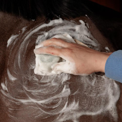 Shampoo Sólido Grooming Deluxe by Kentucky Própolis Multicolor Shampoo Sólido Grooming Deluxe by Kentucky Própolis Multicolor