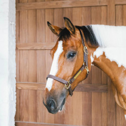 Caveção de couro vegano para cavalo Wellington Kentucky