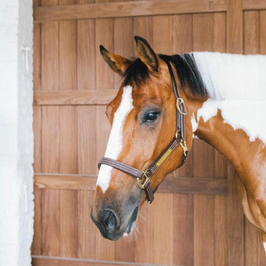 Caveção de couro vegano para cavalo Wellington Kentucky