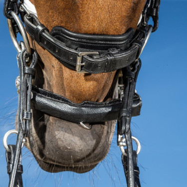 Bridão coleção Dy'on dressage couro liso Cnosebando Largo Envernizado Forro Branco Preto