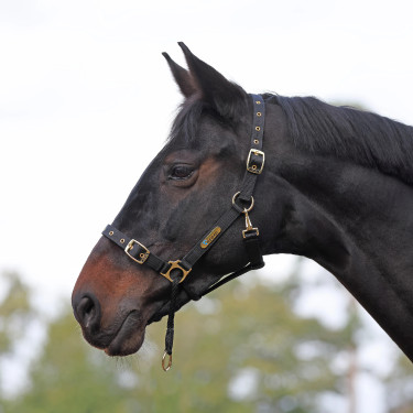 Cabeção de controlo equestre Shires ARMA | Equi-Clic