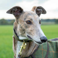 Coleira de tweed para galgo Shires Digby & Fox Xadrez vermelho/amarelo/azul Motivos