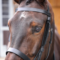 Aventais de couro Shires Velociti Gara Preto