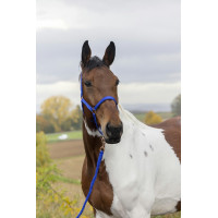 Cabezada + guia Norton Rose gold Azul