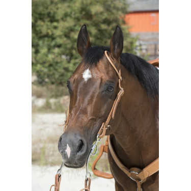Bridon Westride por Franck Perret 1 orelha Bridon Westride por Franck Perret 1 orelha