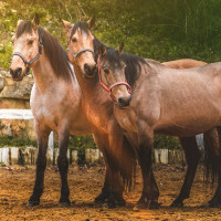 Set Licol Et Longe Colca Flags & Cup Bleu marine