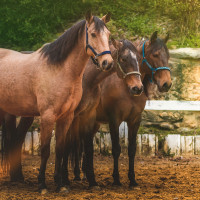 Conjunto Licol E Longe Colca Bandeiras & Copo Areia Amarelo Conjunto Licol E Longe Colca Bandeiras & Copo Areia Amarelo