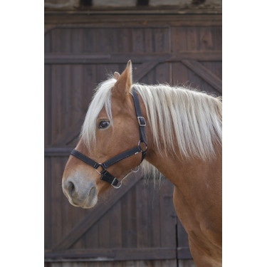 Cabresto Norton Pro para cavalo de tração Cabresto Norton Pro para cavalo de tração