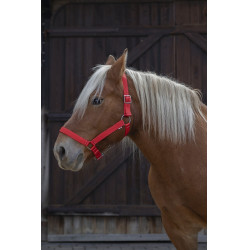 Cabresto Norton Pro para cavalo de tração Cabresto Norton Pro para cavalo de tração