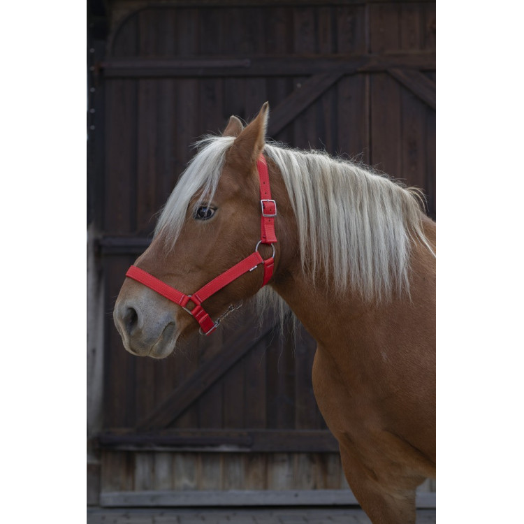Cabresto Norton Pro para cavalo de tração Cabresto Norton Pro para cavalo de tração