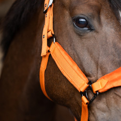 Cabresto HV Polo Luxury Abóbora Laranja