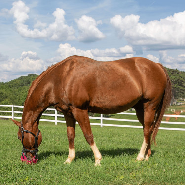 Panier Greenguard Rose ancien modèle Panier Greenguard Rose ancien modèle