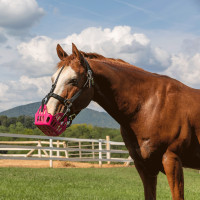 Cesto Greenguard Preto