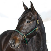 CABEÇADA YANKEE NYLON 20 MM Preto / verde