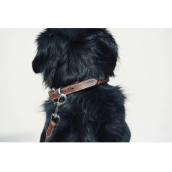 Coleira para cão Pénélope Point Sellier