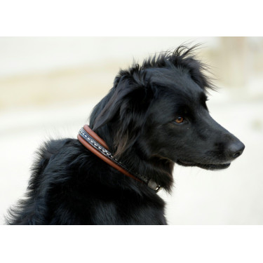 Coleira para cão Pénélope Point Sellier Coleira para cão Pénélope Point Sellier