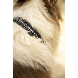 Coleira para cão Pénélope Point Sellier Coleira para cão Pénélope Point Sellier