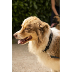 Coleira para cão Pénélope Point Sellier Coleira para cão Pénélope Point Sellier
