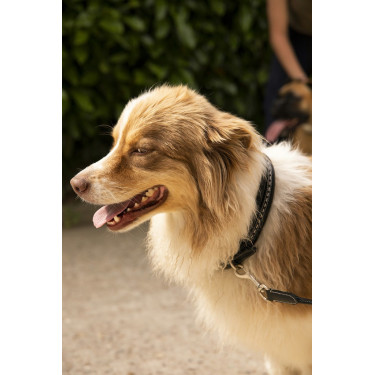 Coleira para cão Pénélope Point Sellier Coleira para cão Pénélope Point Sellier