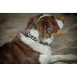 Coleira para cão Pénélope Pearl Coleira para cão Pénélope Pearl