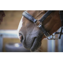 Caveira de couro Pénélope Point Sellier Preto Caveira de couro Pénélope Point Sellier Preto