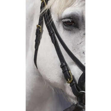 Bridão Excelsior Cavalo de Tração Preto