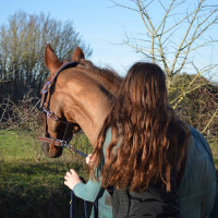 Cabeção de couro Flags & Cup PARIS Castanho / azul-marinho Cabeção de couro Flags & Cup PARIS Castanho / azul-marinho