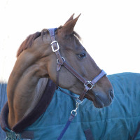 Cabeção de couro Flags & Cup PARIS Castanho / azul-marinho Cabeção de couro Flags & Cup PARIS Castanho / azul-marinho