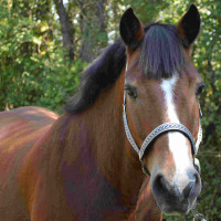 Conjunto Licol E Longe Colca Bandeiras & Copo Areia Amarelo Conjunto Licol E Longe Colca Bandeiras & Copo Areia Amarelo
