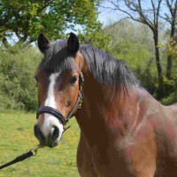 Caveção Chetak BRIGHT Preto Caveção Chetak BRIGHT Preto