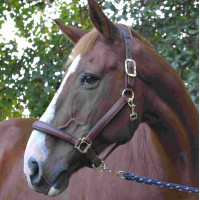 Caveção LeMieux Anatômico Castanho