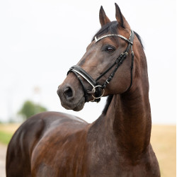 Cabeçada anatômica Grayson Horze com strass Cabeçada anatômica Grayson Horze com strass