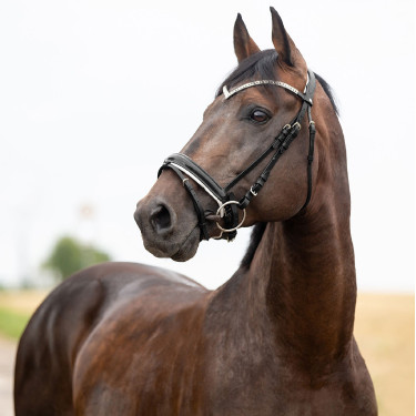 Cabeçada anatômica Grayson Horze com strass Cabeçada anatômica Grayson Horze com strass