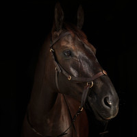 Bridão combinado Orlando Horze sem embocadura em couro Castanho