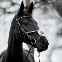 Bridão Valencia Cocheira Cruzada com strass Preto