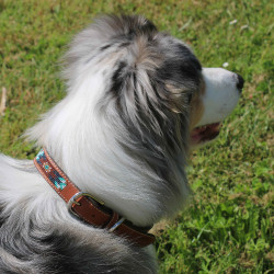 Coleira para cão Pénélope Pearl Coleira para cão Pénélope Pearl