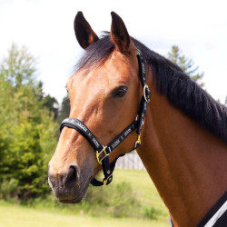 Caveção Hamptons Horze Preto Caveção Hamptons Horze Preto